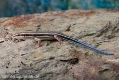 Fünfstreifenskink, Trachylepis Quinquetaeniata -Zoofachgeschäft Fuenfstreifenskink Trachylepis quinquetaeniata 3 neu jpg