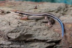 Fünfstreifenskink, Trachylepis Quinquetaeniata -Zoofachgeschäft Fuenfstreifenskink Trachylepis quinquetaeniata 4 neu jpg