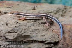 Fünfstreifenskink, Trachylepis Quinquetaeniata -Zoofachgeschäft Fuenfstreifenskink Trachylepis quinquetaeniata 5 neu jpg