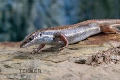Fünfstreifenskink, Trachylepis Quinquetaeniata -Zoofachgeschäft Funfstreifenskink Trachylepis quinquetaeniata 2 1