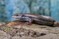 Fünfstreifenskink, Trachylepis Quinquetaeniata -Zoofachgeschäft Funfstreifenskink Trachylepis quinquetaeniata 2 2