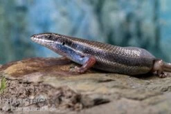 Fünfstreifenskink, Trachylepis Quinquetaeniata -Zoofachgeschäft Funfstreifenskink Trachylepis quinquetaeniata 2 3