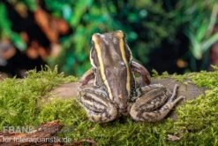 Galam Weißlippen-Frosch, Amnirana Galamensis -Zoofachgeschäft Galam Weisslippen Frosch Amnirana galamensis 3