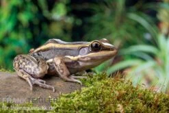 Galam Weißlippen-Frosch, Amnirana Galamensis -Zoofachgeschäft Galam Weisslippen Frosch Amnirana galamensis 5