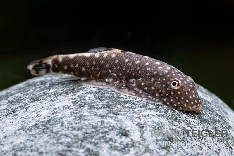 Kleiner Borneo Flossensauger, Pseudogastromyzon ctenocephalus, 3er Gruppe Kleiner Borneo Flossensauger, Pseudogastromyzon Ctenocephalus, 3er Gruppe -Zoofachgeschäft Gastromyzon ctenocephalus 6