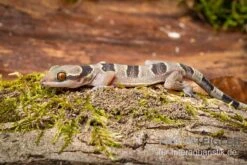 Gebänderter Blattzehengecko, Hemidactylus Fasciatus -Zoofachgeschäft Gebaenderter Blattzehengecko Hemidactylus fasciatus 3