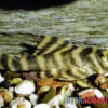 Gebänderter Zwergschilderwels, L038, Peckoltia Spec. -Zoofachgeschäft Gebaenderter Zwergschilderwels L038 Peckoltia spec
