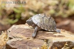 Gekielte Moschusschildkröte, Kinosternon Carinatum -Zoofachgeschäft Gekielte Moschusschildkroete Kinosternon spec
