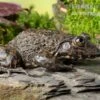 Gekrönter Ochsenfrosch, Hoplobatrachus Occipitalis 2 Gekrönter Ochsenfrosch, Hoplobatrachus Occipitalis -Zoofachgeschäft Gekroenter Ochsenfrosch Hoplobatrachus occipitalis 1