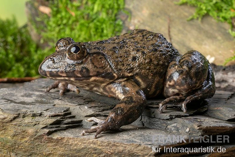 Gekrönter Ochsenfrosch, Hoplobatrachus occipitalis Gekrönter Ochsenfrosch, Hoplobatrachus Occipitalis -Zoofachgeschäft Gekroenter Ochsenfrosch Hoplobatrachus occipitalis 2