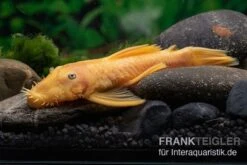 Gelber Antennenwels, Ancistrus Sp. Blue Eye, L144 -Zoofachgeschäft Gelber Antennenwels Ancistrus sp blue eye L144 2