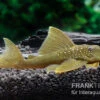 Gelber Phantomwels, L 200, Hemiancistrus Subviridis -Zoofachgeschäft Gelber Phantomwels L 200 Hemiancistrus subviridis 1