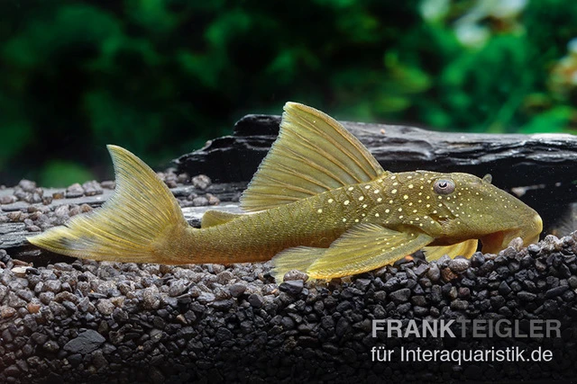 Gelber Phantomwels, L 200, Hemiancistrus subviridis Gelber Phantomwels, L 200, Hemiancistrus Subviridis -Zoofachgeschäft Gelber Phantomwels L 200 Hemiancistrus subviridis 1