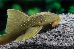 Gelber Phantomwels, L 200, Hemiancistrus Subviridis 3 Gelber Phantomwels, L 200, Hemiancistrus Subviridis -Zoofachgeschäft Gelber Phantomwels L 200 Hemiancistrus subviridis 2