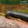 Gelbfüssiger Tausendfüßer, Microtrullius Uncinatus -Zoofachgeschäft Gelbfuessiger Tausendfuesser Microtrullius uncinatus 1