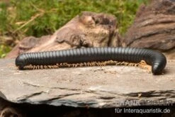 Gelbfüssiger Tausendfüßer, Microtrullius Uncinatus 4 Gelbfüssiger Tausendfüßer, Microtrullius Uncinatus -Zoofachgeschäft Gelbfuessiger Tausendfuesser Microtrullius uncinatus 3