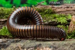 Gelbgebänderter Riesentausendfüßer, Pelmatojulus Ligulatus -Zoofachgeschäft Gelbgebaenderter Riesentausendfuesser Pelmatojulus ligulatus 3