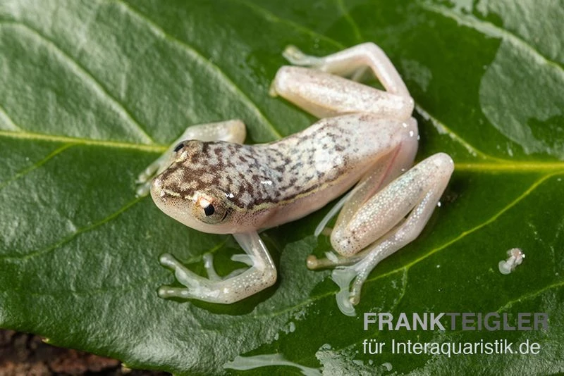 Gelbpunktriedfrosch, Heterixalus alboguttatus Gelbpunktriedfrosch, Heterixalus Alboguttatus -Zoofachgeschäft Gelbpunktriedfrosch Heterixalus alboguttatus 1
