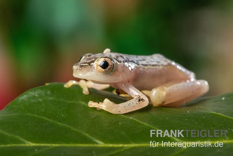 Gelbpunktriedfrosch, Heterixalus alboguttatus Gelbpunktriedfrosch, Heterixalus Alboguttatus -Zoofachgeschäft Gelbpunktriedfrosch Heterixalus alboguttatus 2