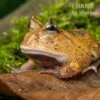Gemalter Hornfrosch (red), Ceratophrys Cornuta -Zoofachgeschäft Gemalter Hornfrosch Ceratophrys cornuta 1 1