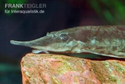 Gemeiner Bartwels, Sturisoma Barbatum -Zoofachgeschäft Gemeiner Bartwels Sturisoma barbatum 1