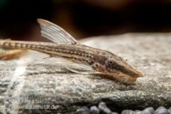 Gemeiner Bartwels, Sturisoma Barbatum -Zoofachgeschäft Gemeiner Bartwels Sturisoma barbatum neu 1