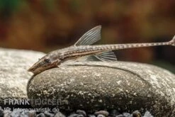 Gemeiner Bartwels, Sturisoma Barbatum -Zoofachgeschäft Gemeiner Bartwels Sturisoma barbatum neu 2