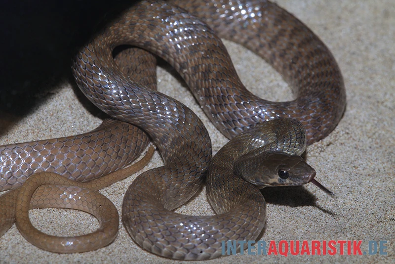 Geoffroy-Renner, Platyceps florulentus Geoffroy-Renner, Platyceps Florulentus -Zoofachgeschäft Geoffroy Renner Platyceps florulentus 3