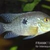 Perlmutt-Erdfresser, Geophagus Brasiliensis