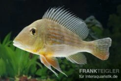 Rotstreifen-Erdfresser, Geophagus Surinamensis 3 Rotstreifen-Erdfresser, Geophagus Surinamensis -Zoofachgeschäft Geophagus surinamensis 4