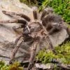 Gestreifte Guatemala-Vogelspinne, Aphonopelma Seemanni -Zoofachgeschäft Gestreifte Guatemala Vogelspinne Aphonopelma seemanni 1