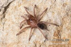 Gestreifte Guatemala-Vogelspinne, Aphonopelma Seemanni -Zoofachgeschäft Gestreifte Guatemala Vogelspinne Aphonopelma seemanni Spiderling