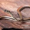 Gestreifte Sumpfschlange, Psammophis Praeornatus 2 Gestreifte Sumpfschlange, Psammophis Praeornatus -Zoofachgeschäft Gestreifte Sumpfschlange Psammophis praeornatus 1