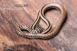 Gestreifte Sumpfschlange, Psammophis Praeornatus -Zoofachgeschäft Gestreifte Sumpfschlange Psammophis praeornatus 2