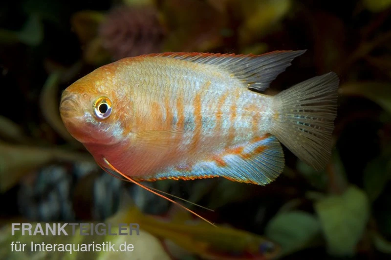 Gestreifter Fadenfisch, Colisa fasciata Gestreifter Fadenfisch, Colisa Fasciata -Zoofachgeschäft Gestreifter Fadenfisch Colisa fasciata