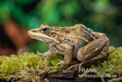 Gestreifter Grasfrosch, Ptychadena Porosissima -Zoofachgeschäft Gestreifter Grasfrosch Ptychadena porosissima 1