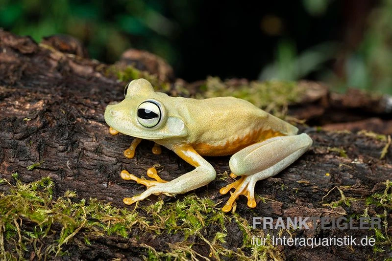 Gestreifter Laubfrosch, Hyla crepitans Gestreifter Laubfrosch, Hyla Crepitans -Zoofachgeschäft Gestreifter Laubfrosch Hyla crepitans2 1