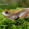 Getupfter Riedfrosch, Hyperolius Guttulatus -Zoofachgeschäft Getupfter Riedfrosch Hyperolius guttulatus 2