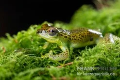 Getupfter Riedfrosch, Hyperolius Guttulatus -Zoofachgeschäft Getupfter Riedfrosch Hyperolius guttulatus 3