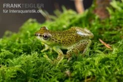 Getupfter Riedfrosch, Hyperolius Guttulatus -Zoofachgeschäft Getupfter Riedfrosch Hyperolius guttulatus 4