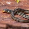 Gewöhnliche Strumpfbandnatter, Thamnophis Sirtalis -Zoofachgeschäft Gewoehnliche Strumpfbandnatter Thamnophis sirtalis 1