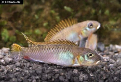 Glänzender Zwergbuntbarsch, Nanochromis Splendens, 1 Paar -Zoofachgeschäft Glaenzender Zwergbuntbarsch Nanochromis splendens 2