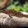 Towuti-Gelbflossengrundel, Glossogobius Flavipinnis -Zoofachgeschäft Glossogobius flavipinnis