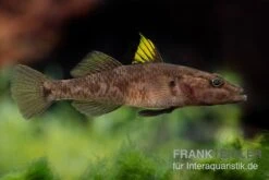Towuti-Gelbflossengrundel, Glossogobius Flavipinnis -Zoofachgeschäft Glossogobius flavipinnis 6