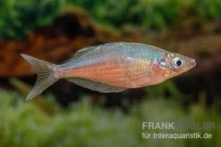 Gidomen-Regenbogenfisch, Glossolepis Spec. Gidomen, 5 Tiere 3 Gidomen-Regenbogenfisch, Glossolepis Spec. Gidomen, 5 Tiere -Zoofachgeschäft Glossolepis Spec Gidomen