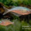 Gidomen-Regenbogenfisch, Glossolepis Spec. Gidomen, 5 Tiere 1 Gidomen-Regenbogenfisch, Glossolepis Spec. Gidomen, 5 Tiere -Zoofachgeschäft Glossolepis Spec Gidomen village