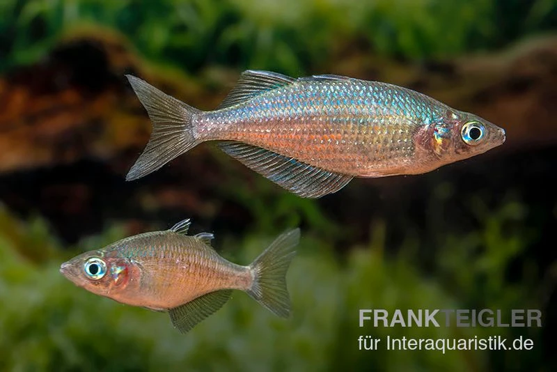 Gidomen-Regenbogenfisch, Glossolepis spec. Gidomen, 5 Tiere Gidomen-Regenbogenfisch, Glossolepis Spec. Gidomen, 5 Tiere -Zoofachgeschäft Glossolepis Spec Gidomen village