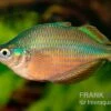 Dorityi-Regenbogenfisch, Glossolepis Dorityi, 5 Tiere -Zoofachgeschäft Glossolepis dorityi 14