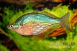 Dorityi-Regenbogenfisch, Glossolepis Dorityi, 5 Tiere 3 Dorityi-Regenbogenfisch, Glossolepis Dorityi, 5 Tiere -Zoofachgeschäft Glossolepis dorityi 7