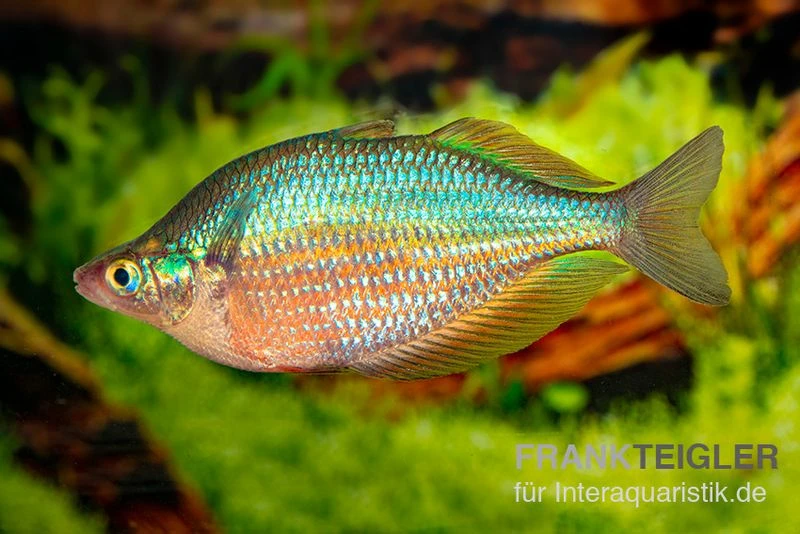 Dorityi-Regenbogenfisch, Glossolepis dorityi, 5 Tiere Dorityi-Regenbogenfisch, Glossolepis Dorityi, 5 Tiere -Zoofachgeschäft Glossolepis dorityi 7